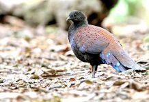 Павлиний фазан Ротшильда: вся информация о жизни птицы Павлиний фазан Ротшильда (Polyplectron inopinatum)