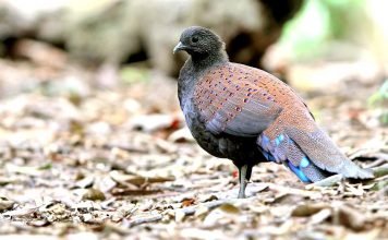 Павлиний фазан Ротшильда: вся информация о жизни птицы Павлиний фазан Ротшильда (Polyplectron inopinatum)