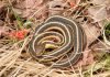 Подвязочная змея Батлера: красочные фото рептилии Подвязочная змея Батлера (Thamnophis butleri)