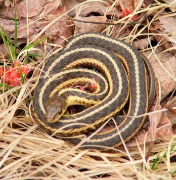 Подвязочная змея Батлера: красочные фото рептилии Подвязочная змея Батлера (Thamnophis butleri)