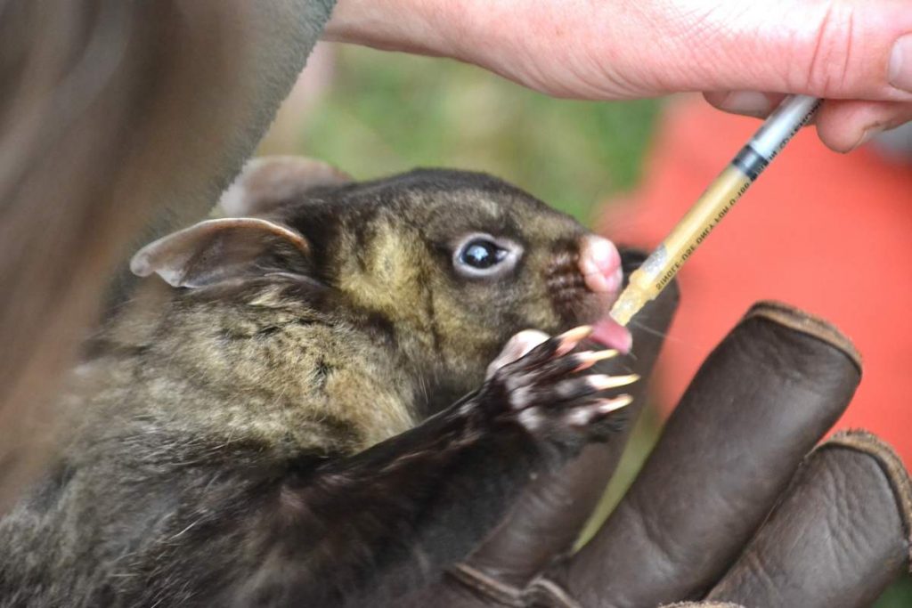 Сумчатая гигантская летяга (Petaurus australis)