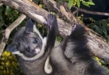 Сумчатая гигантская летяга: летающий зверек Сумчатая гигантская летяга (Petaurus australis)