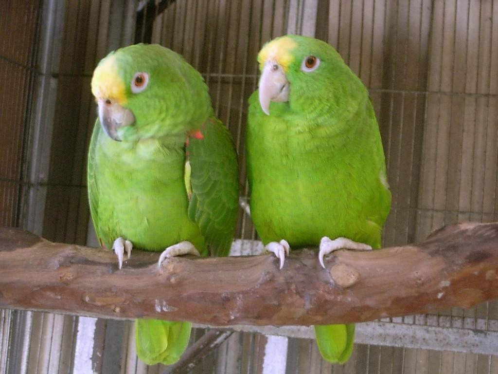 Желтолобый амазон (Amazona ochrocephala) 