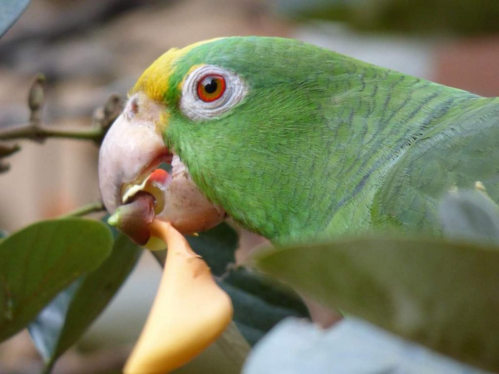 Желтолобый амазон (Amazona ochrocephala) 