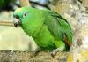 Желтолобый амазон – коронованный попугай Желтолобый амазон (Amazona ochrocephala)