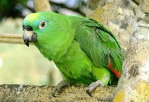 Желтолобый амазон – коронованный попугай Желтолобый амазон (Amazona ochrocephala)