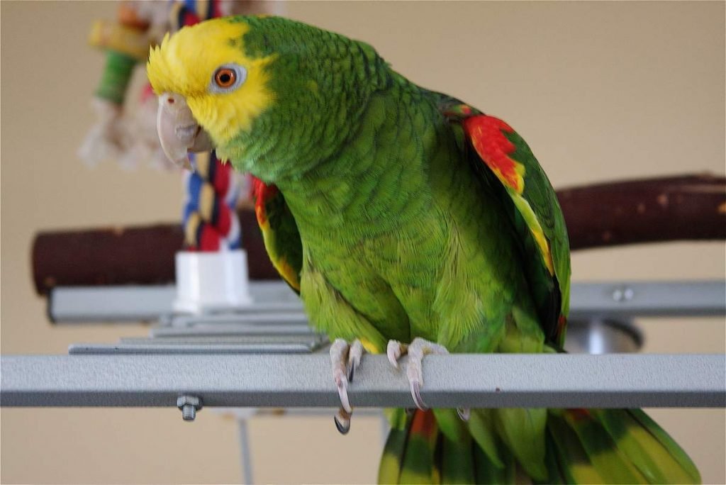 Желтолобый амазон (Amazona ochrocephala) 