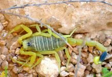 Желтый скорпион: образ жизни, интересная информация Желтый скорпион (Leiurus quinquestriatus)