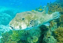 Звездчатый аротрон — необычная рыба Звездчатый аротрон (Arothron stellatus)