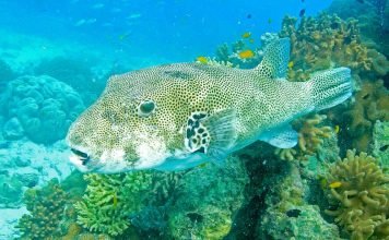 Звездчатый аротрон — необычная рыба Звездчатый аротрон (Arothron stellatus)