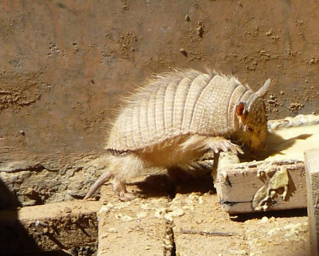 Андский волосатый броненосец (Chaetophractus nationi) 