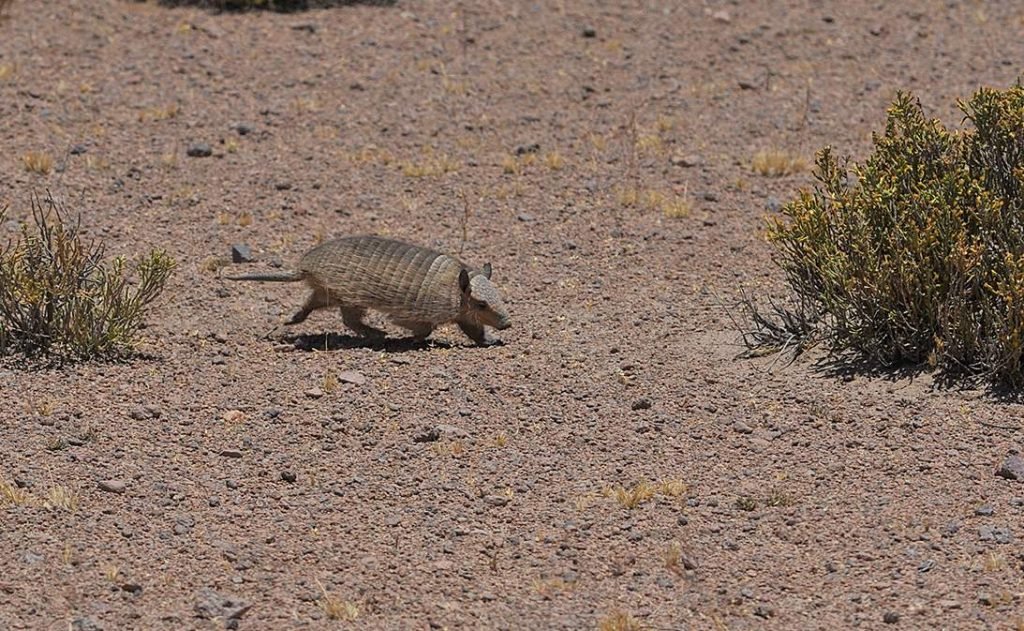 Андский волосатый броненосец (Chaetophractus nationi) 