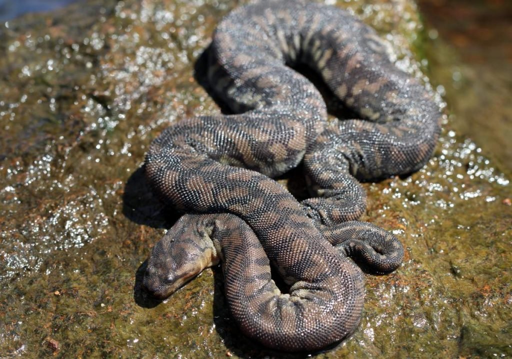 Арафурская бордавчатая змея (Acrochordus arafurae)