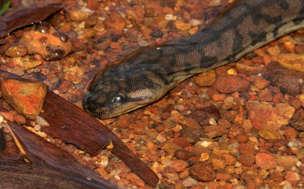 Арафурская бордавчатая змея (Acrochordus arafurae)