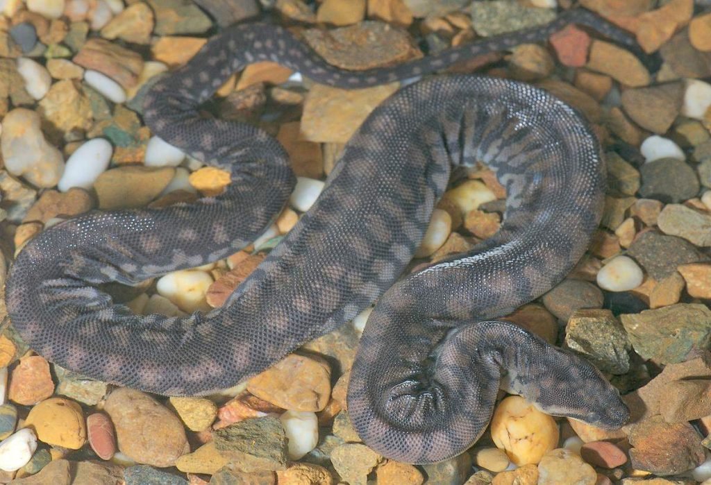 Арафурская бордавчатая змея (Acrochordus arafurae)