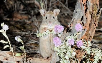 Большая прутогнездная крыса — опасное животное? Большая прутогнездная крыса (Leporillus conditor)