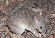 Длинноносый бандикут: описание австралийского эндемика Длинноносый бандикут (Perameles nasuta)