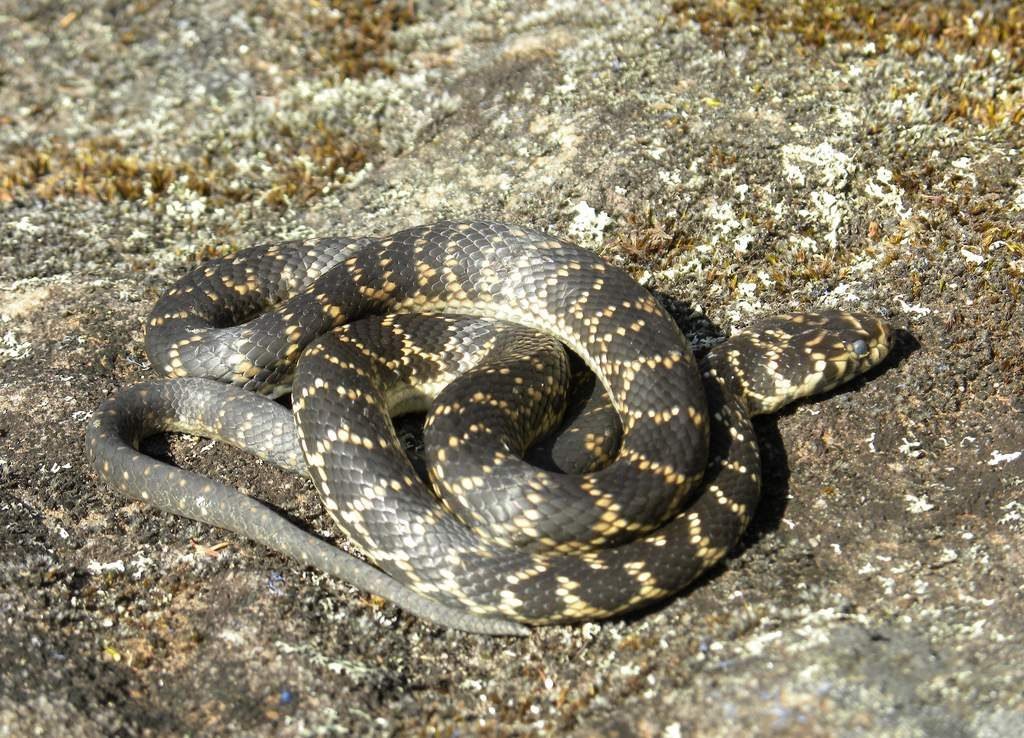 Гоплоцефал бунгаровидный (Hoplocephalus bungaroides)