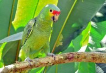 Краснолобый амазон: где обитает юкатанский попугай? Краснолобый амазон (Amasona autumnalis)
