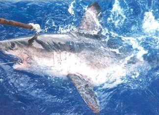 Лососевая акула – рыба из семейства сельдевых акул Лососевая акула (Lamna ditropis)