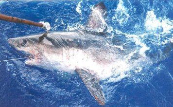 Лососевая акула – рыба из семейства сельдевых акул Лососевая акула (Lamna ditropis)