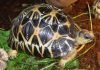 Лучистая черепаха – необычная рептилия, фото Лучистая черепаха (Astrochelys radiata)