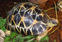 Лучистая черепаха – необычная рептилия, фото Лучистая черепаха (Astrochelys radiata)