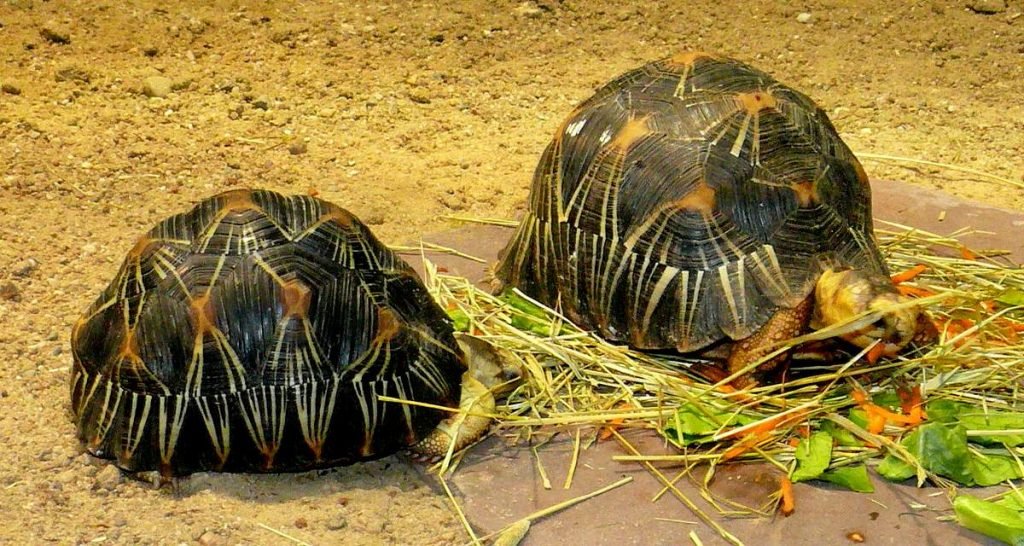 Лучистая черепаха (Astrochelys radiata) 