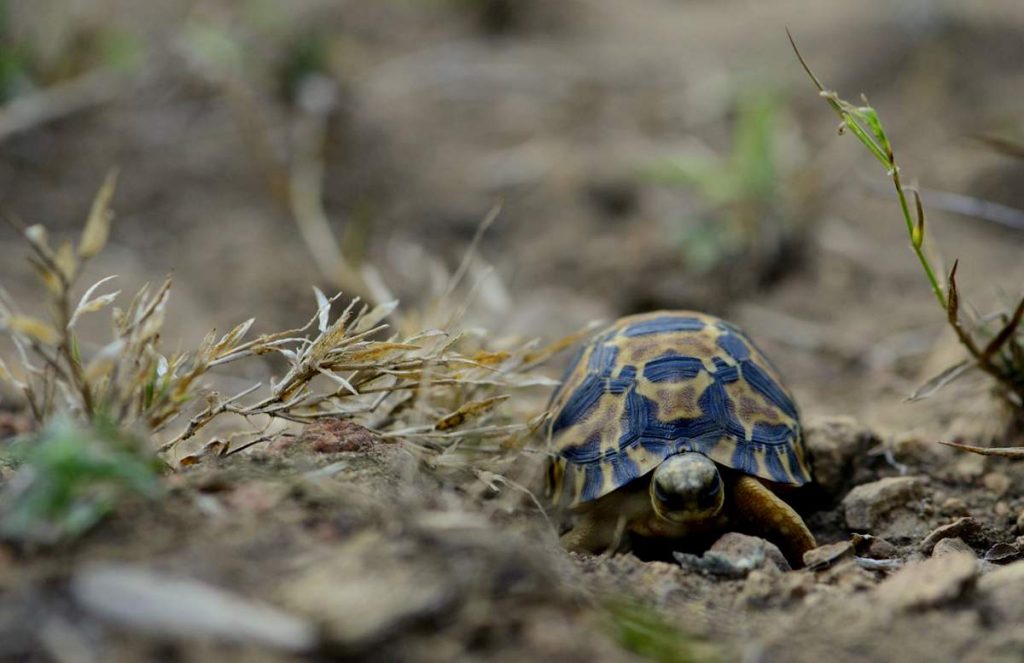 Лучистая черепаха (Astrochelys radiata) 