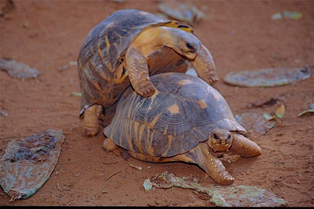 Лучистая черепаха (Astrochelys radiata) 