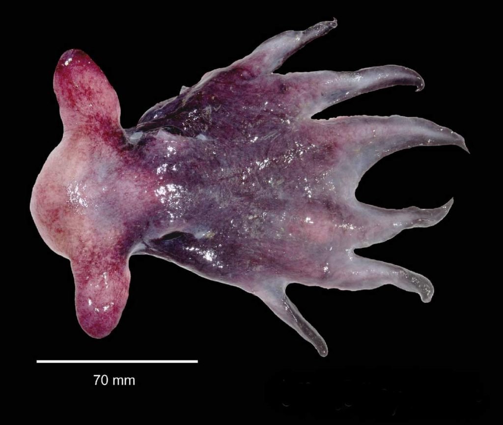 Осьминог Гримпе (Grimpoteuthis albatrossi)