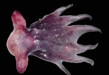 Осьминог Гримпе – описание, фото моллюска Осьминог Гримпе (Grimpoteuthis albatrossi)