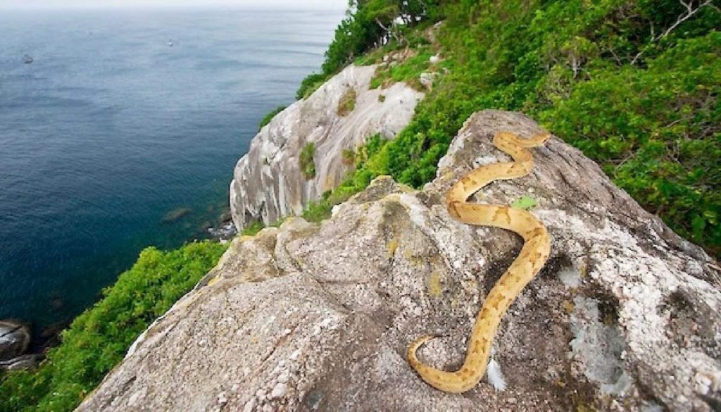 Островной ботропс (Bothrops insularis)