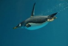 Папуанский пингвин, подробно о птице Папуанский пингвин (Pygoscelis papua)