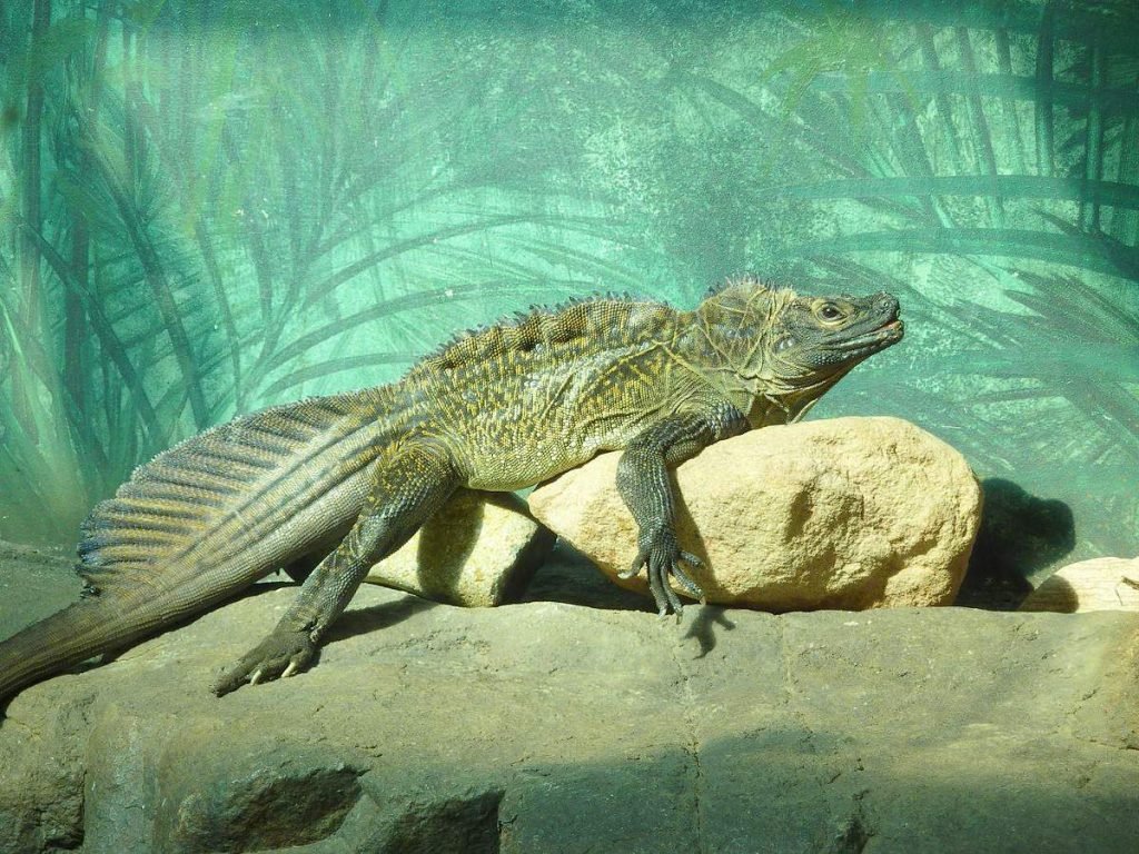 Парусная филлипинская агама (Hydrosaurus pustulatus)