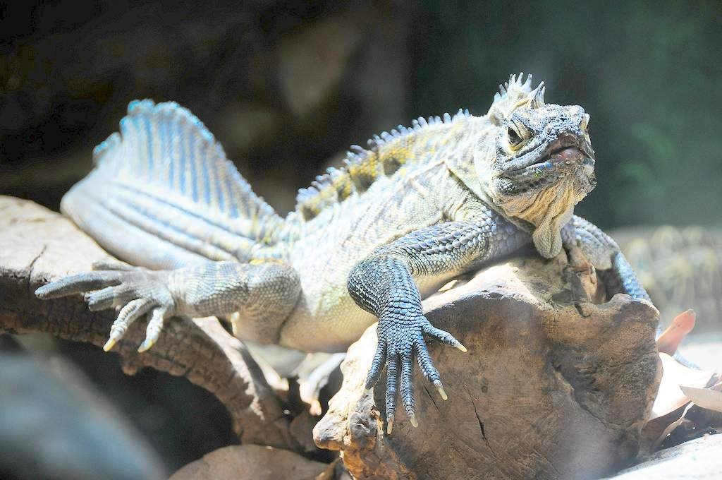 Парусная филлипинская агама (Hydrosaurus pustulatus)