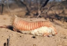 Что за животное — плащеносный броненосец? Плащеносный броненосец (Chlamyphorus truncatus)