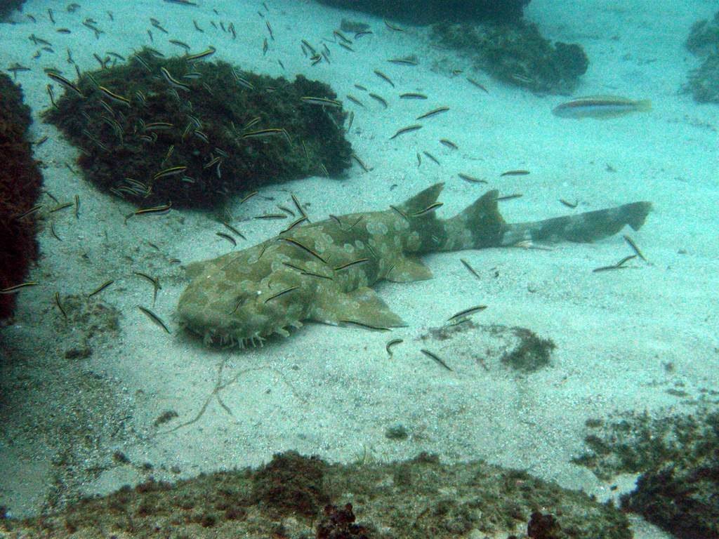 Пятнистый воббегонг (Orectolobus maculatus)