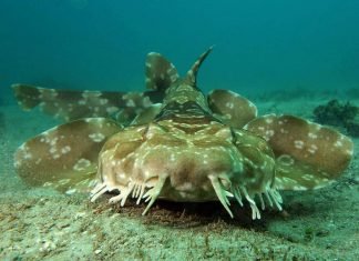 Пятнистый воббегонг – ковровая акула Пятнистый воббегонг (Orectolobus maculatus)