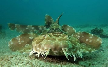 Пятнистый воббегонг – ковровая акула Пятнистый воббегонг (Orectolobus maculatus)
