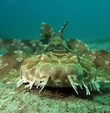 Пятнистый воббегонг – ковровая акула Пятнистый воббегонг (Orectolobus maculatus)