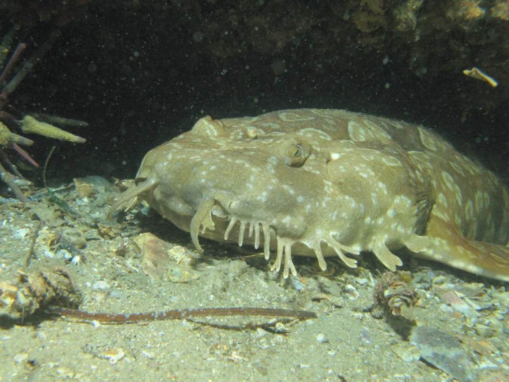 Пятнистый воббегонг (Orectolobus maculatus)