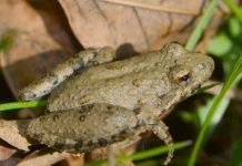 Щелкающая квакша: интересные сведения об амфибии Щелкающая квакша (Аcris crepitans blanchardi)