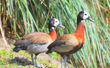 Свистящая белолицая утка: фото, голос, описание птицы Свистящая белолицая утка (Dendrocygna viduata)