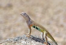 Зеброхвостая ящерица: фото необычной игуаны Зеброхвостая ящерица (Callisaurus draconoides)