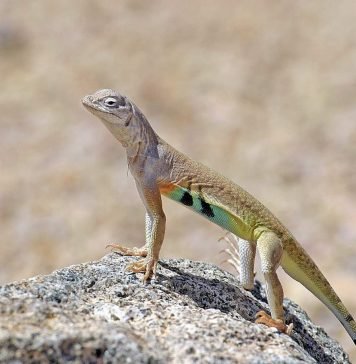 Зеброхвостая ящерица: фото необычной игуаны Зеброхвостая ящерица (Callisaurus draconoides)
