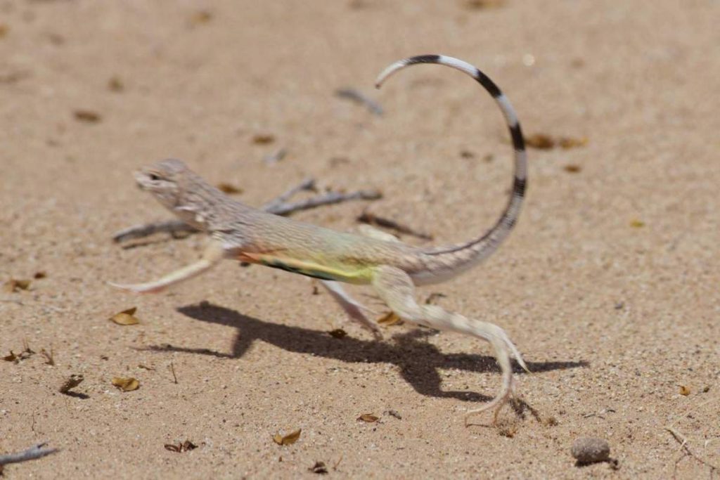 Зеброхвостая ящерица (Callisaurus draconoides) 