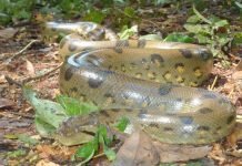 Зеленая анаконда -змея из Южной Америки. Опасна для человека? Зеленая анаконда (Eunectes murinus)