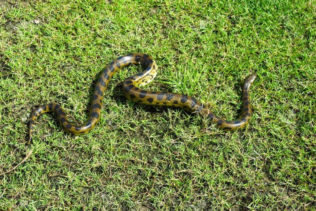 Зеленая анаконда (Eunectes murinus) 