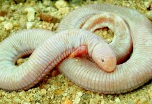 Айолот – мексиканская ящерица Айолот (Bipes biporus)